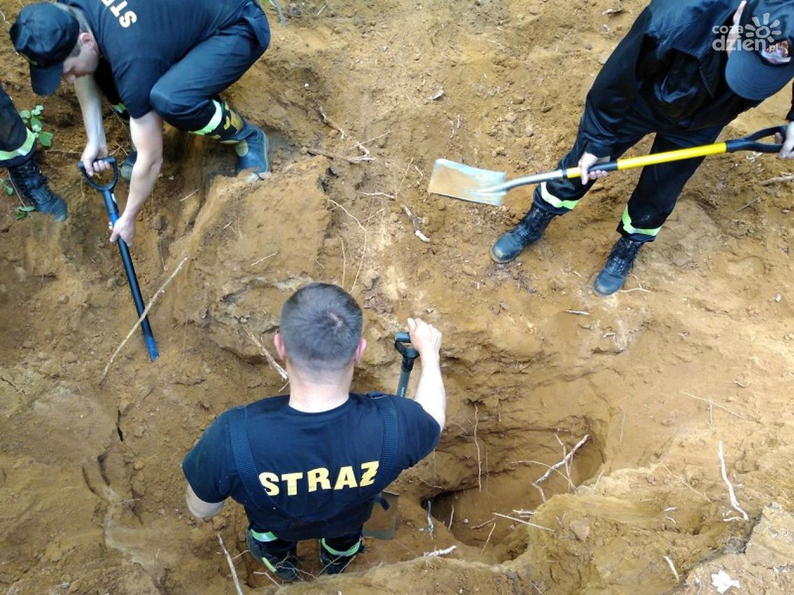 Uwolnili psa zaklinowanego w lisiej jamie