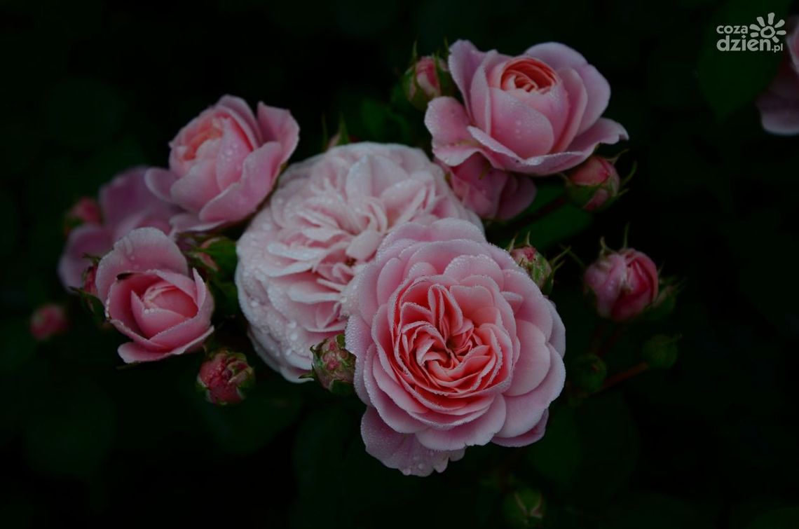 V Kieleckie Święto Róż V Kieleckie Święto Róż