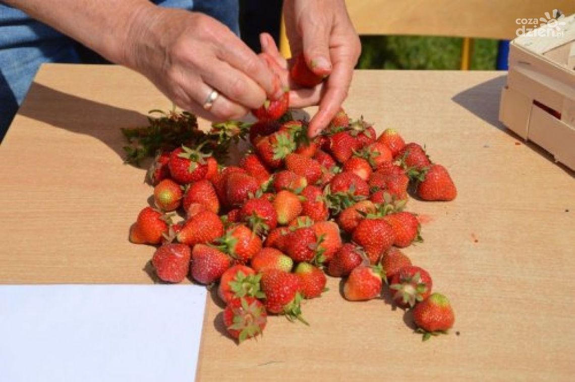 W Bielinach trwają Mistrzostwa Świata w Szypułkowaniu Truskawek W Bielinach trwają Mistrzostwa Świata w Szypułkowaniu Truskawek