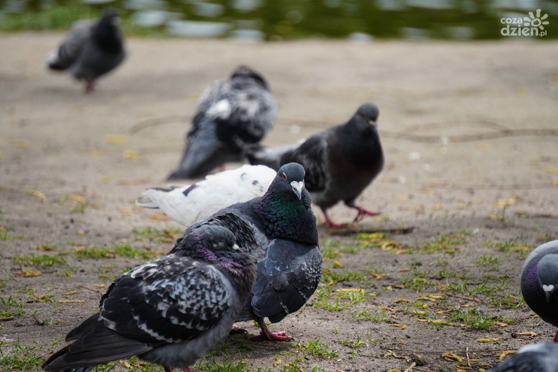 W gminie Wiślica u mew śmieszek wykryto wirusa W gminie Wiślica u mew śmieszek wykryto wirusa