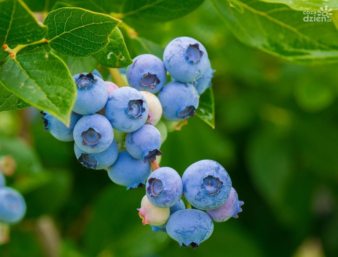 W lasach pojawiły się pierwsze jagody W lasach pojawiły się pierwsze jagody