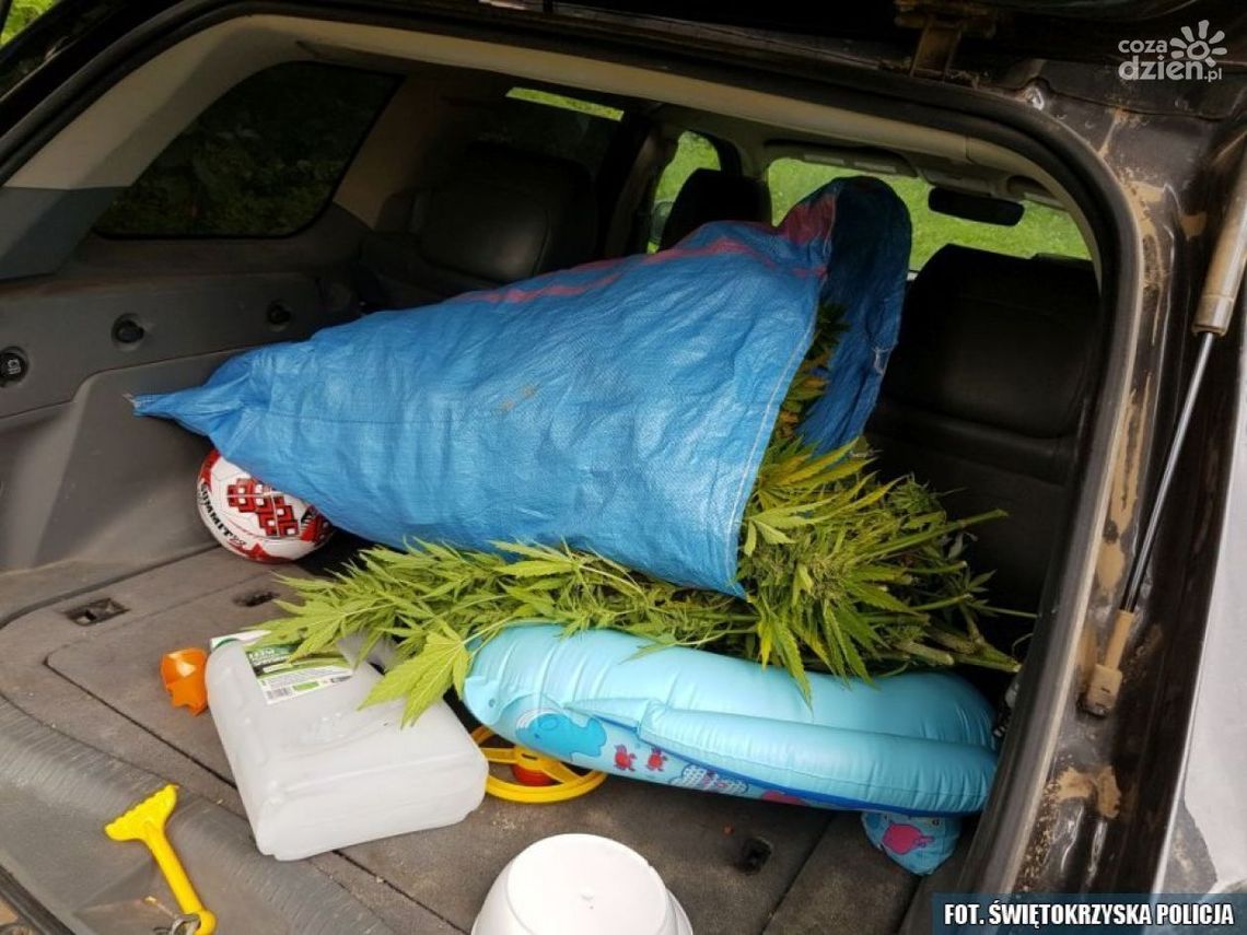 W lesie uprawiał konopie W lesie uprawiał konopie