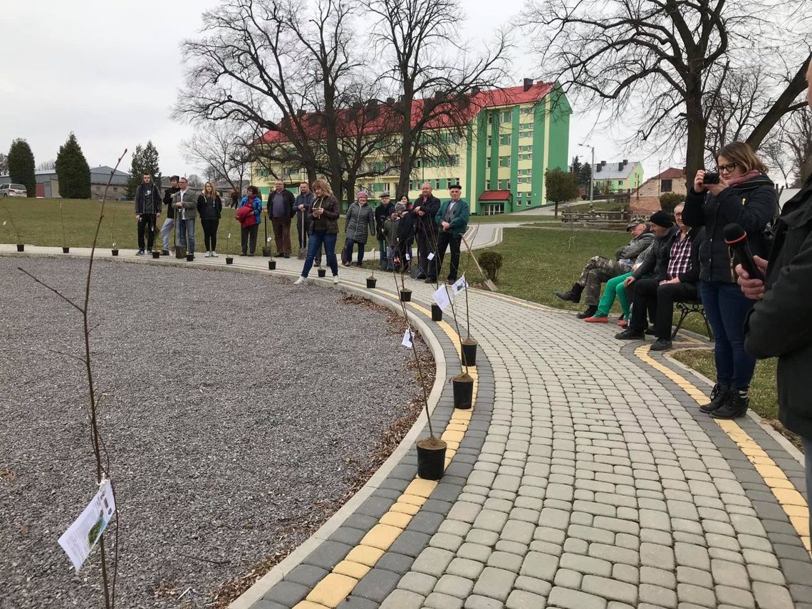 W powiecie opatowskim zasadzą tysiące lip W powiecie opatowskim zasadzą tysiące lip