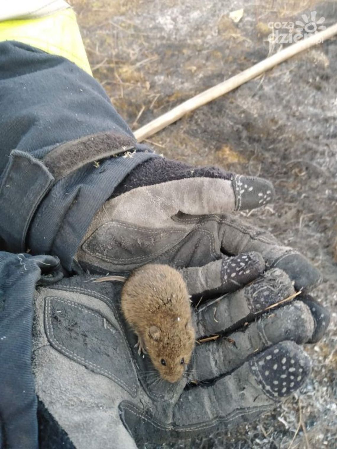 W pożarach traw giną też zwierzęta W pożarach traw giną też zwierzęta