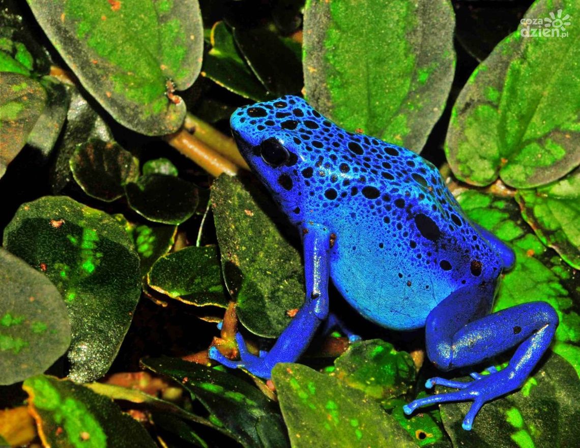 W regionie przybywa egzotycznych zwierząt W regionie przybywa egzotycznych zwierząt