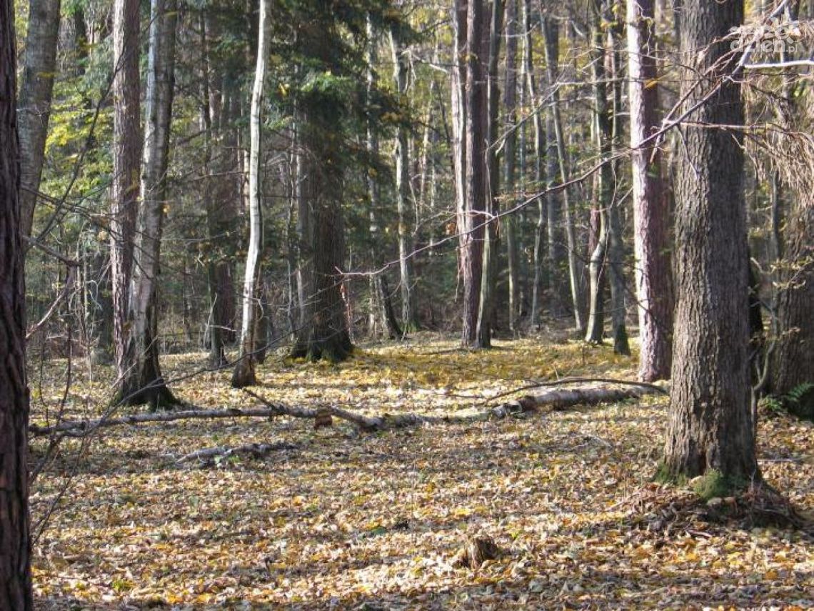 W starachowickich lasach stawiają na bezpieczeństwo W starachowickich lasach stawiają na bezpieczeństwo