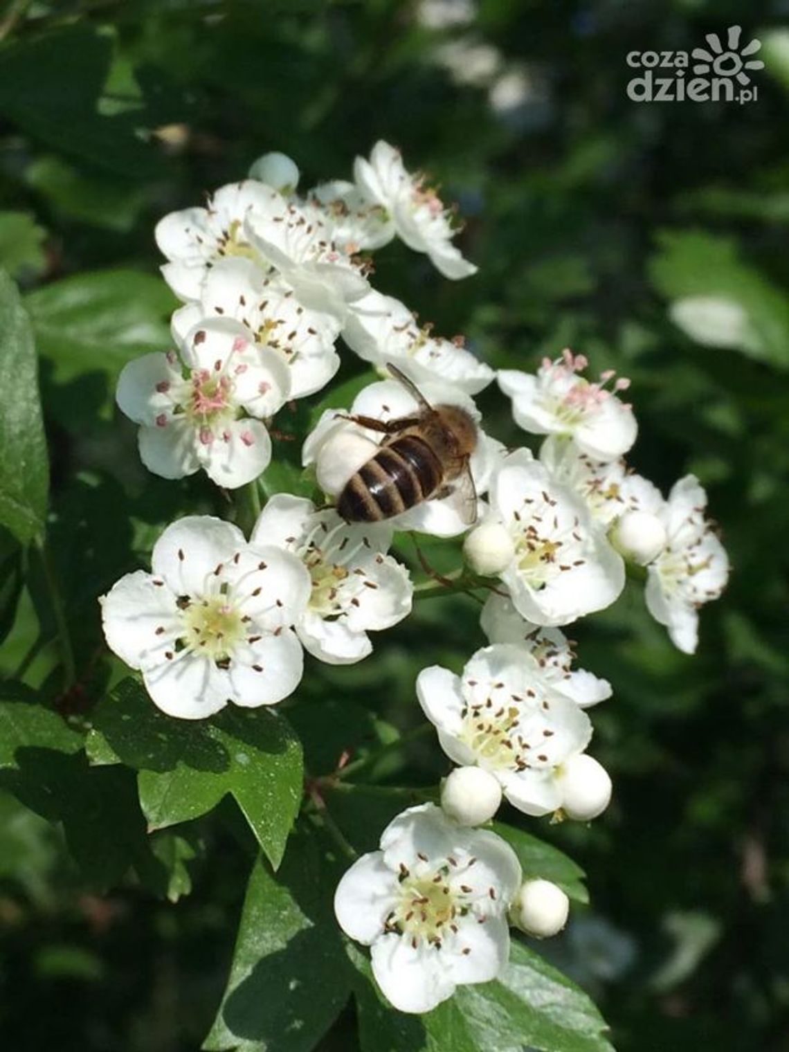W Zochcinku powstanie zagroda pszczelarska W Zochcinku powstanie zagroda pszczelarska