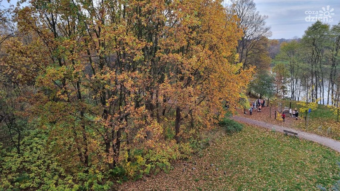 Walczą o drzewa nad kieleckim zalewem Walczą o drzewa nad kieleckim zalewem