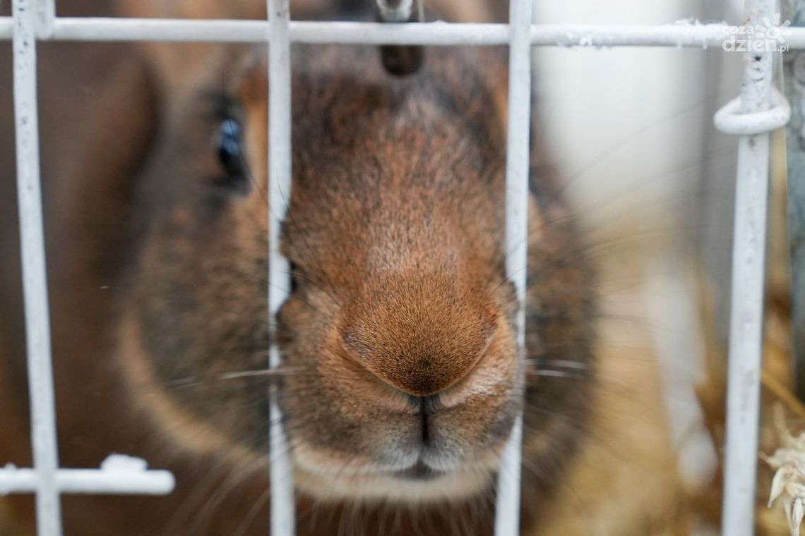 Weekend dla hobbystów i pasjonatów w Targach Kielce