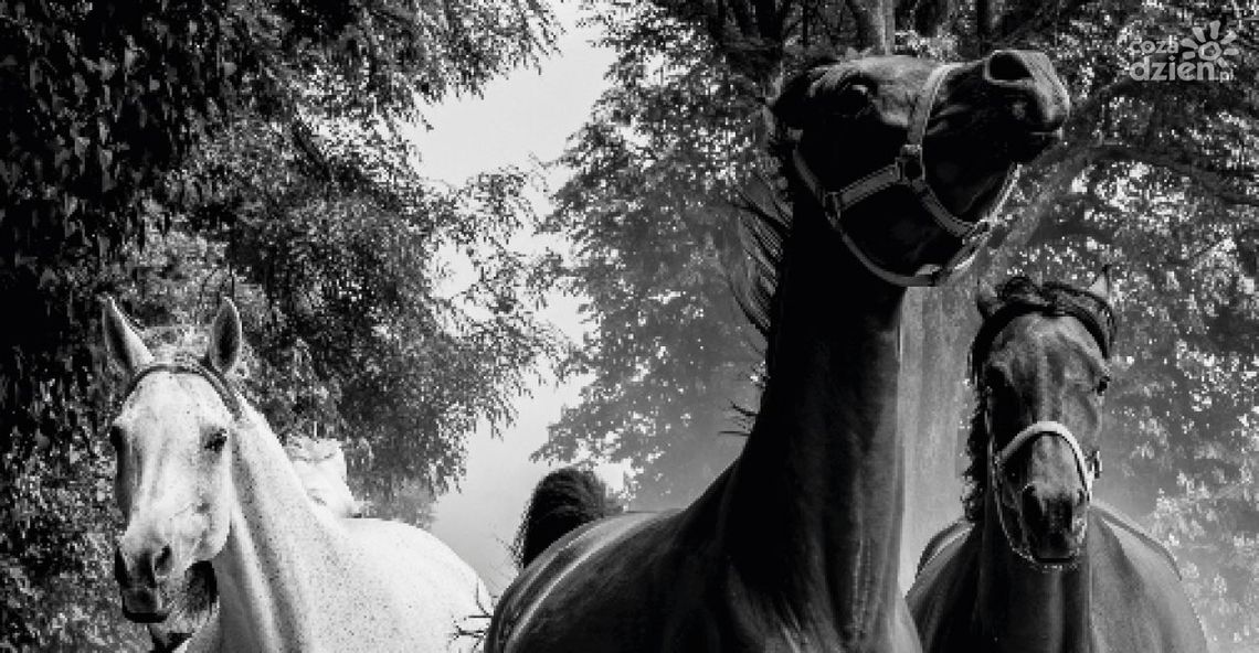 Wernisaż wystawy "Konie piękne i zuchwałe. Araby" Wernisaż wystawy "Konie piękne i zuchwałe. Araby"