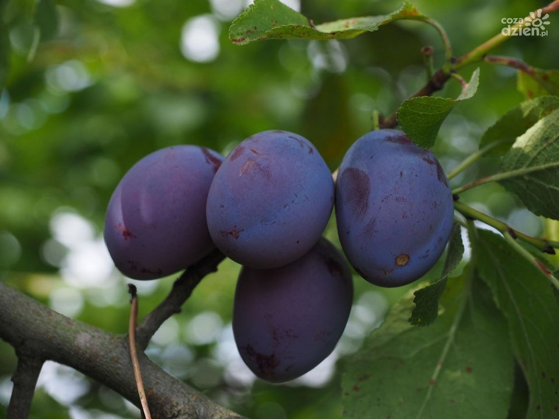 Wielkie Święto Śliwki rusza już jutro Wielkie Święto Śliwki rusza już jutro