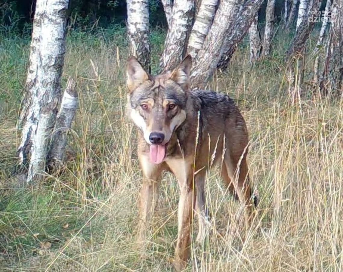 Wilki grasują w Mniowie, gmina apeluje o ostrożność