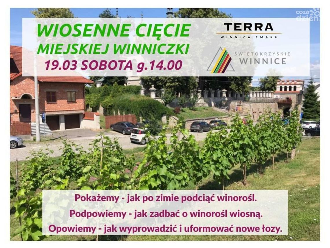 Wiosenne podcinanie winorośli Wiosenne podcinanie winorośli