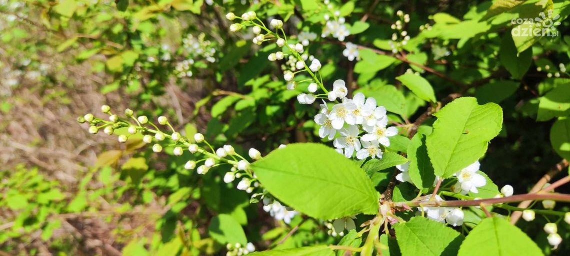 Wiosna w pełni. Wegetacja ruszyła miesiąc wcześniej Wiosna w pełni. Wegetacja ruszyła miesiąc wcześniej