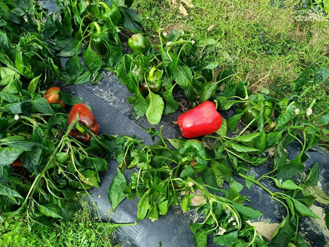 Wspomóż rolnika, odbierz paprykę. Akcja w gminie Dwikozy Wspomóż rolnika, odbierz paprykę. Akcja w gminie Dwikozy
