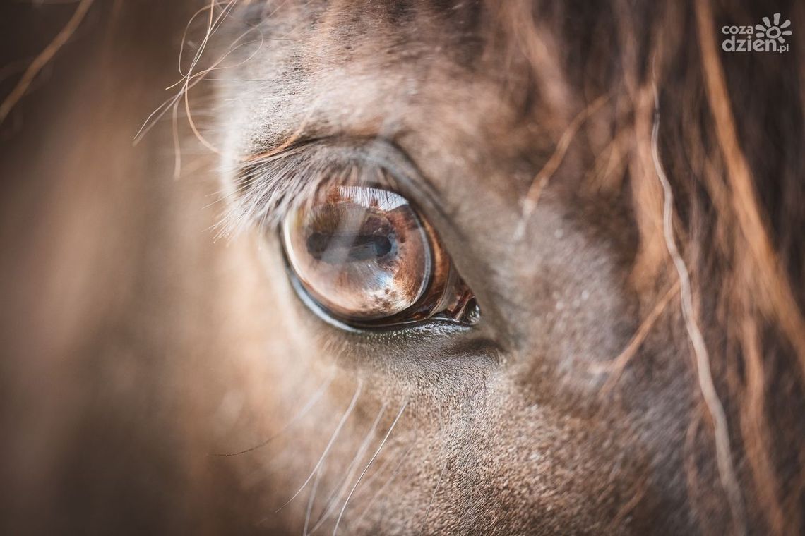Wstrząsająca historia: Czterolatek staranowany przez konia w gminie Mniów Wstrząsająca historia: Czterolatek staranowany przez konia w gminie Mniów
