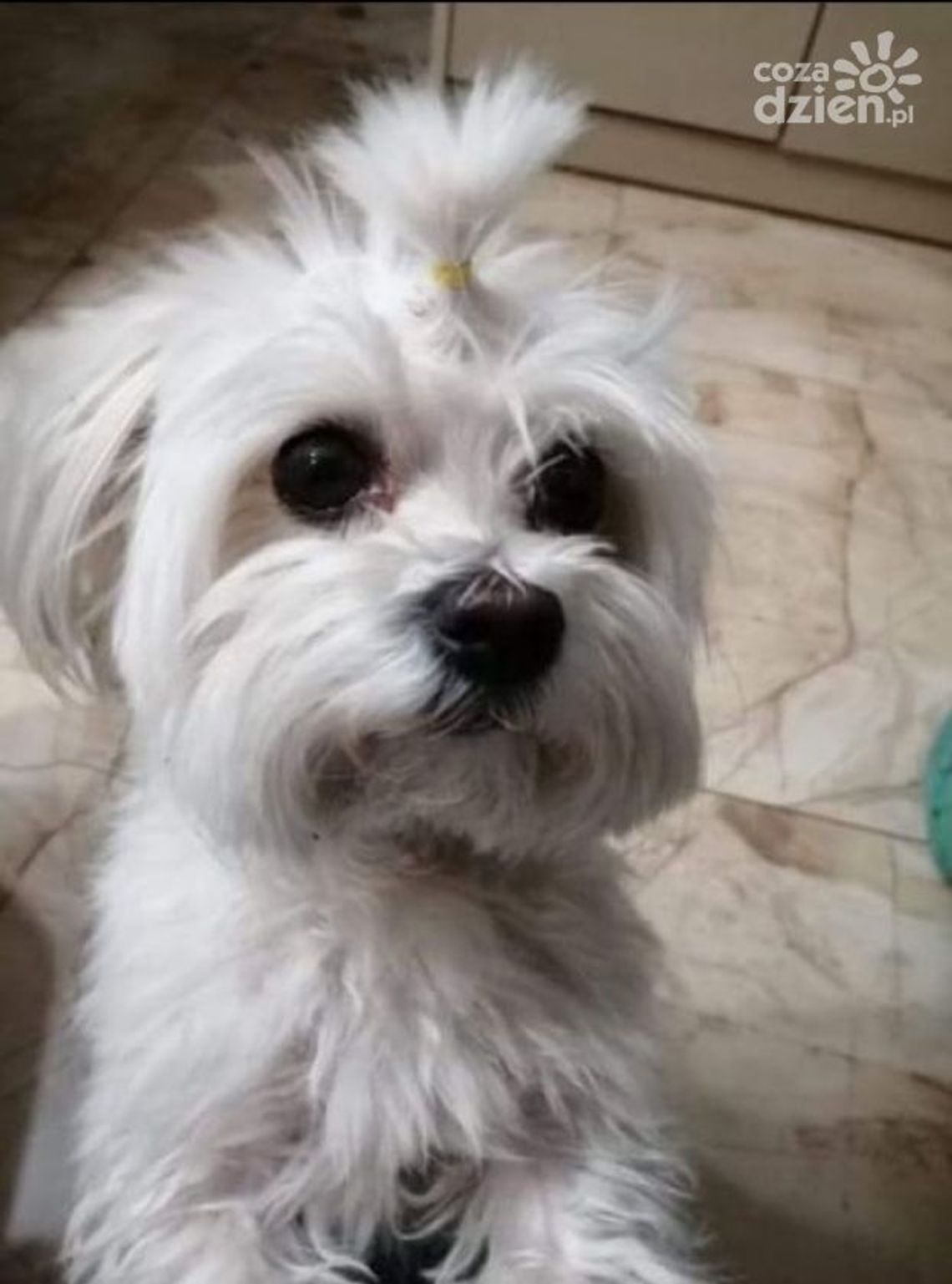 Wstrząsająca historia psa Falko z Kielc Wstrząsająca historia psa Falko z Kielc