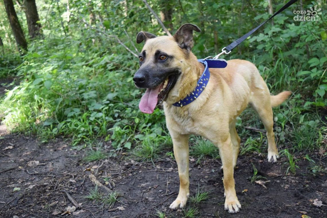 Wszystkie Łapy na Pokład! Schronisko w Dyminach na Światowy Dzień Kundelka Wszystkie Łapy na Pokład! Schronisko w Dyminach na Światowy Dzień Kundelka