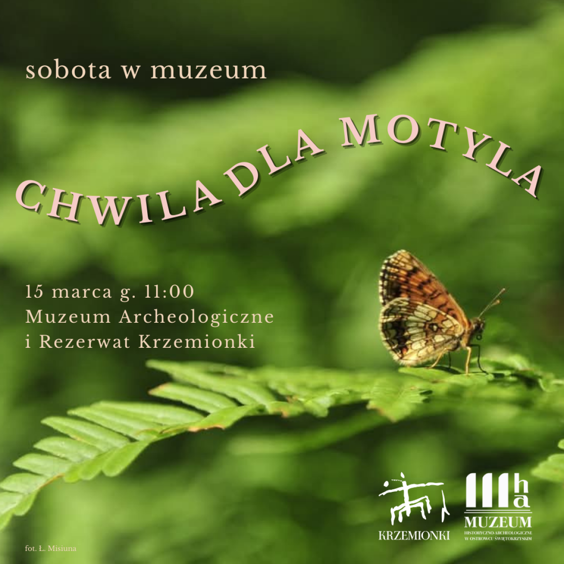 Wszystko o motylach w Rezerwacie Krzemionki Wszystko o motylach w Rezerwacie Krzemionki