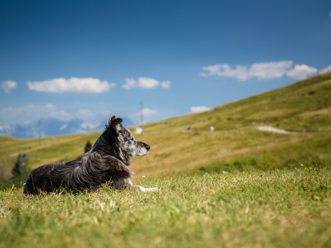 Wyjazd w Karkonosze z psem