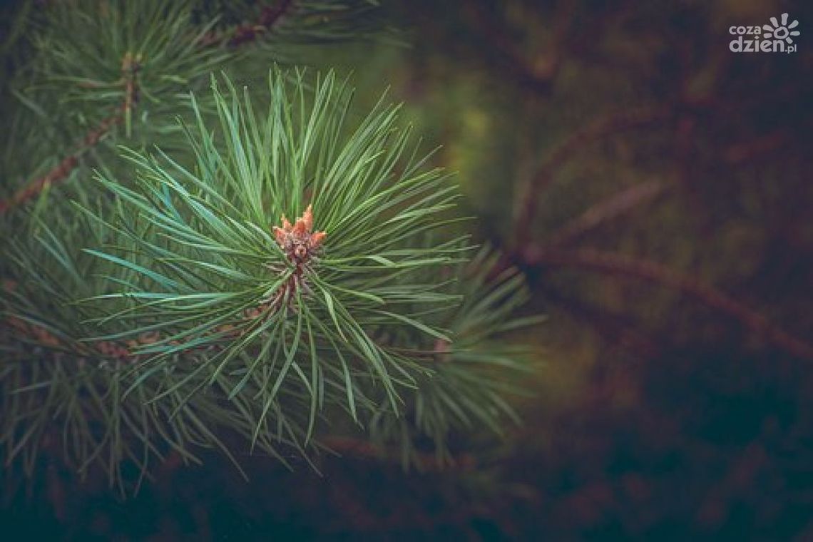 Wykradł... drzewa Wykradł... drzewa