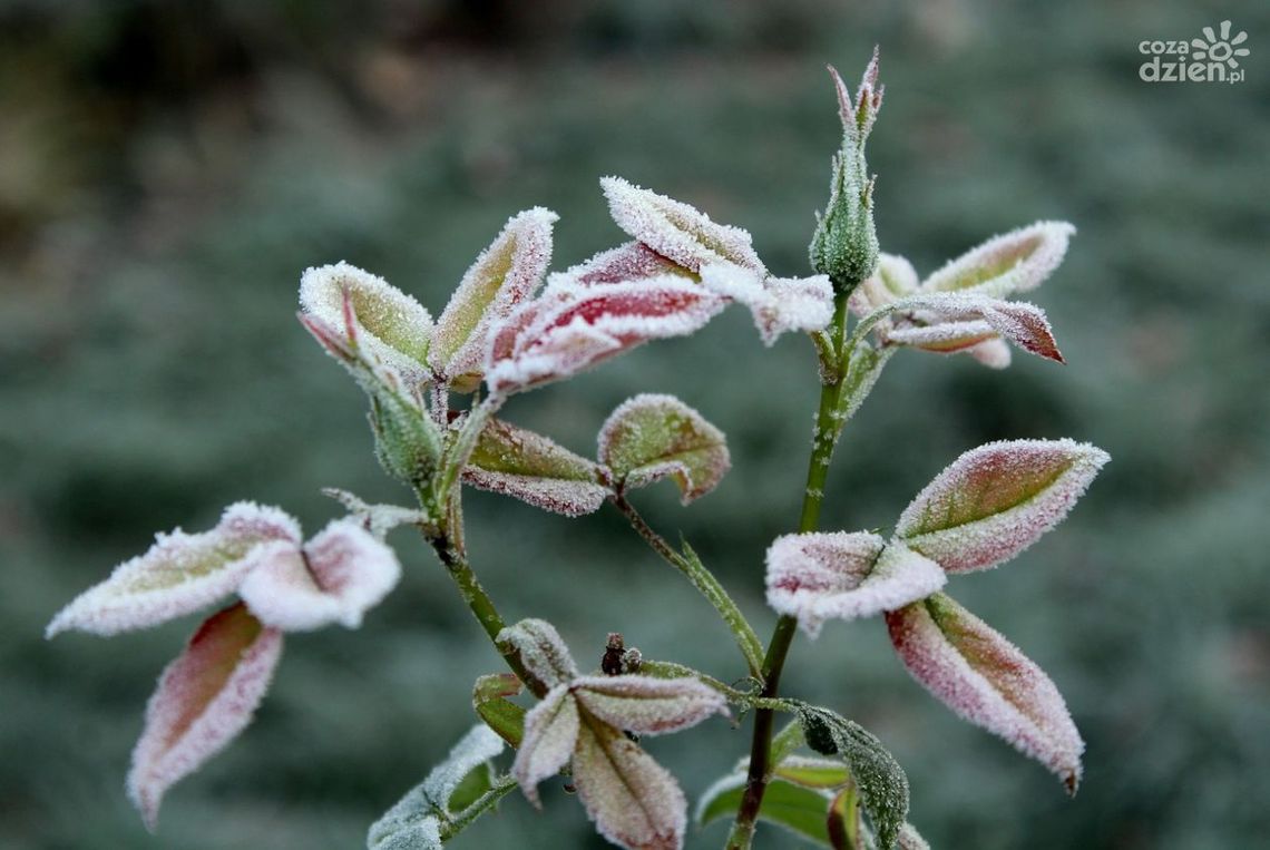 Wymarznięcia w niektórych miejscach regionu sa struprocentowe