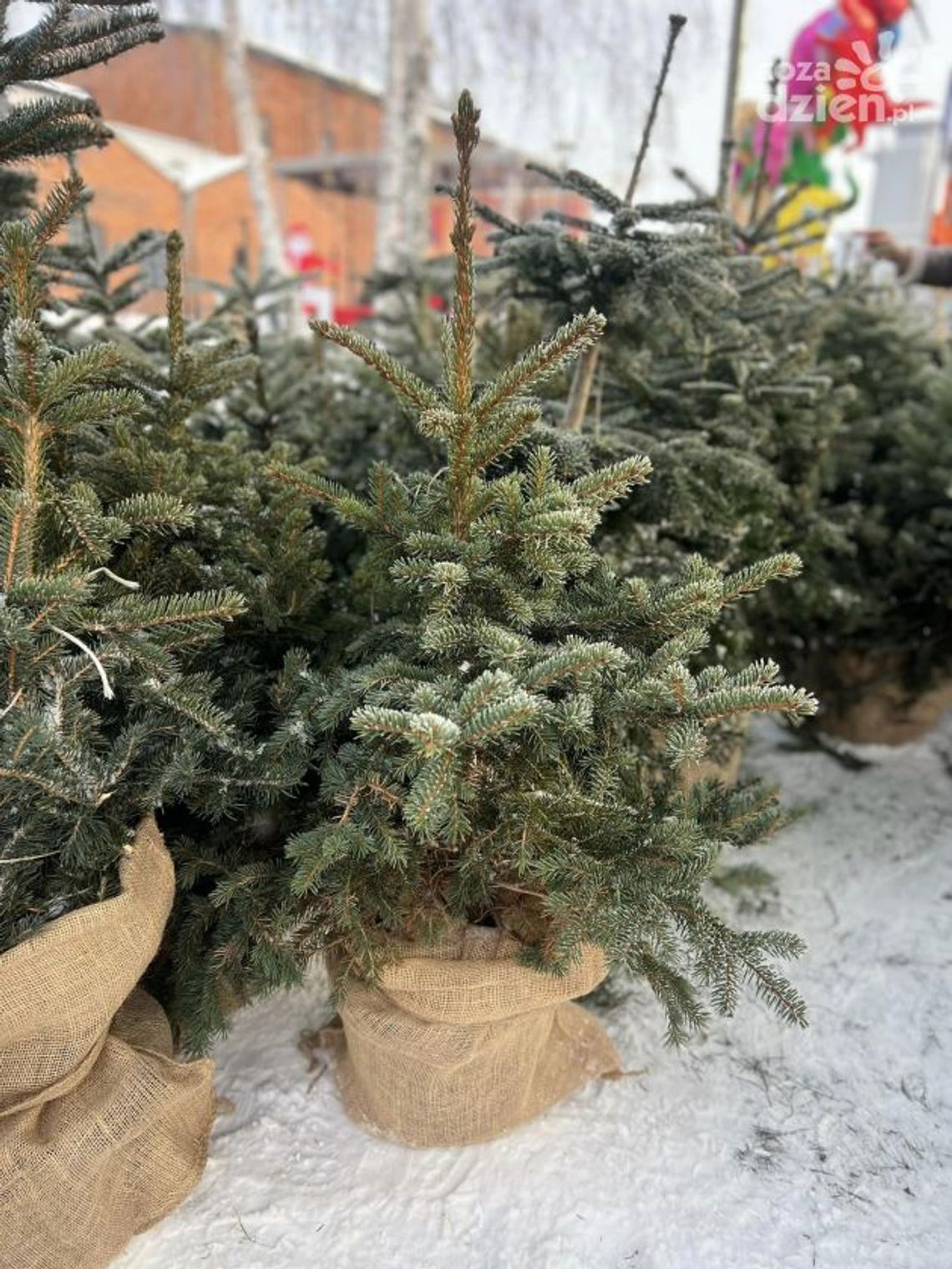 Wymień elektrośmieci na choinkę Wymień elektrośmieci na choinkę