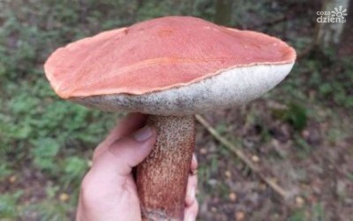 Wysyp grzybów w lasach! Wysyp grzybów w lasach!