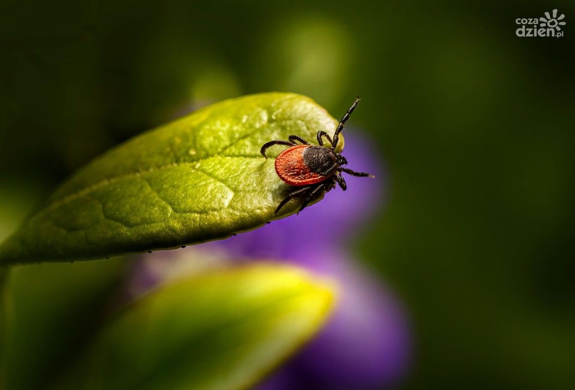 Wzrost zachorowań na boreliozę i kleszczowe zapalenie mózgu w Kielcach. Lekarze apelują o ostrożność Wzrost zachorowań na boreliozę i kleszczowe zapalenie mózgu w Kielcach. Lekarze apelują o ostrożność