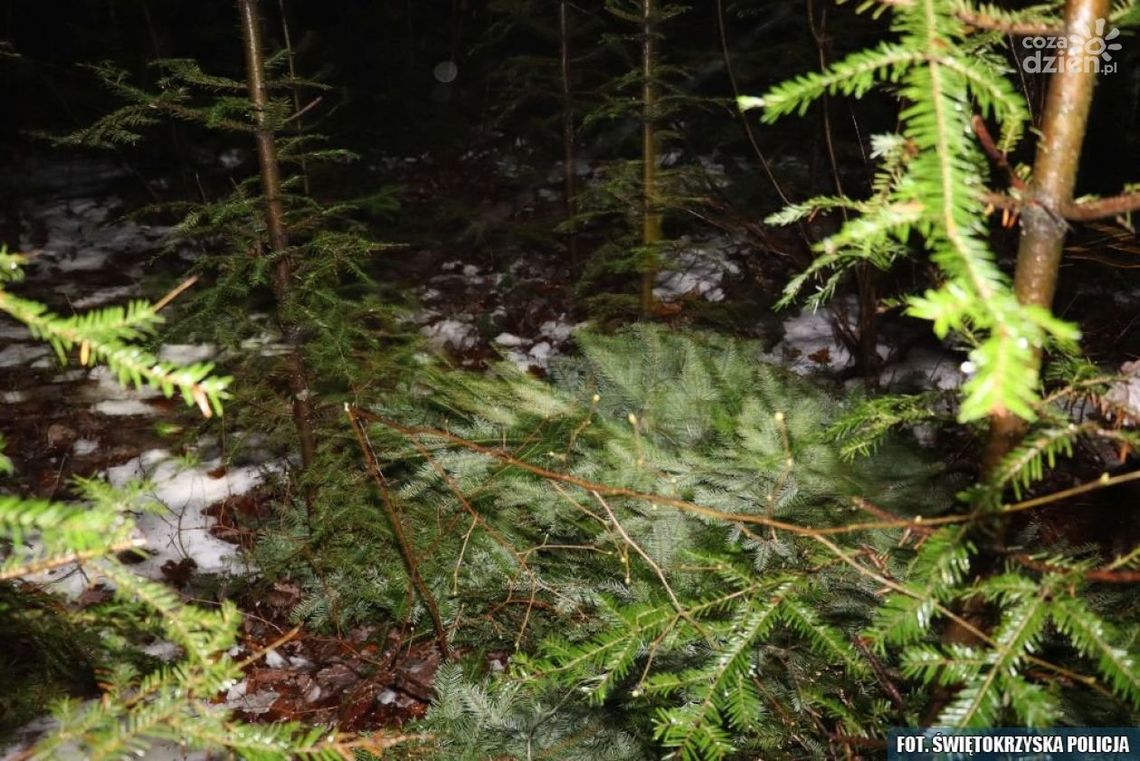 Z narkotykami za pazuchą wybrał się po jodłę Z narkotykami za pazuchą wybrał się po jodłę