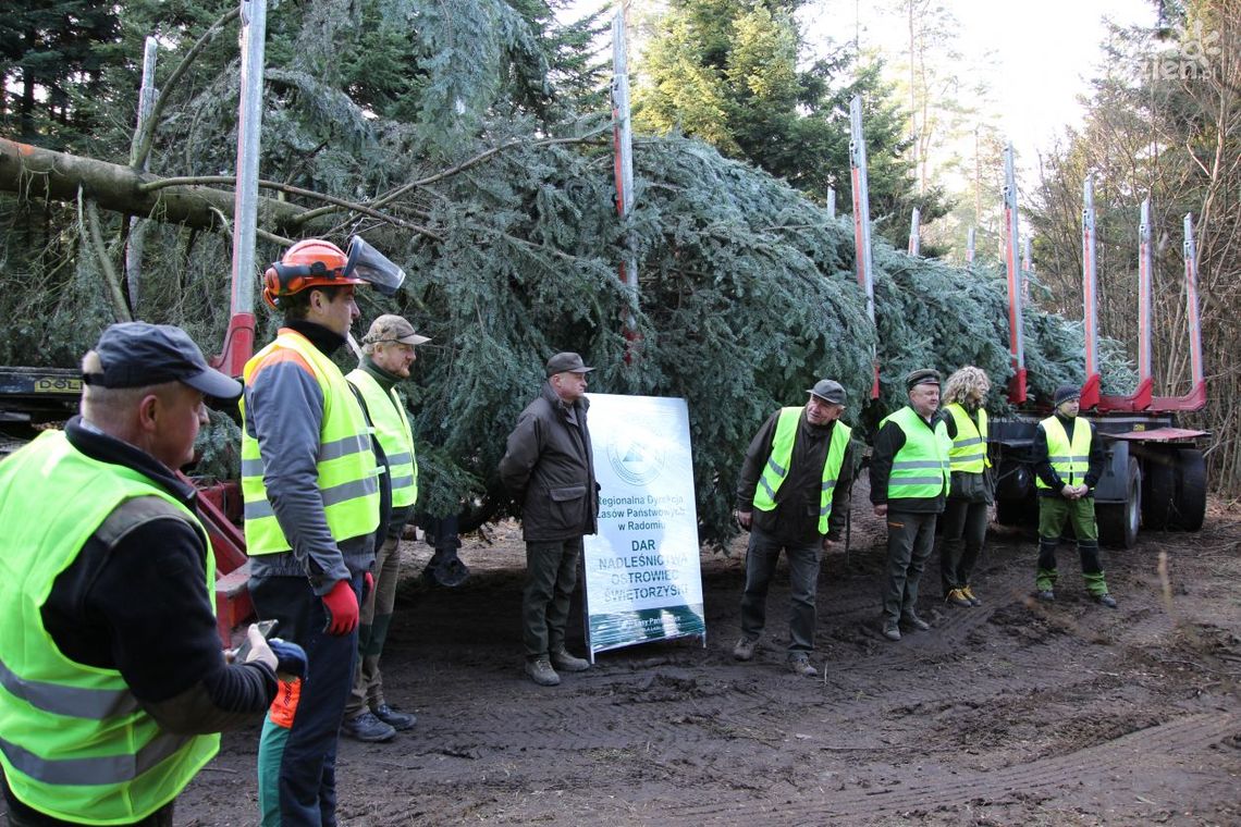 Z ostrowieckich lasów na Jasną Górę
