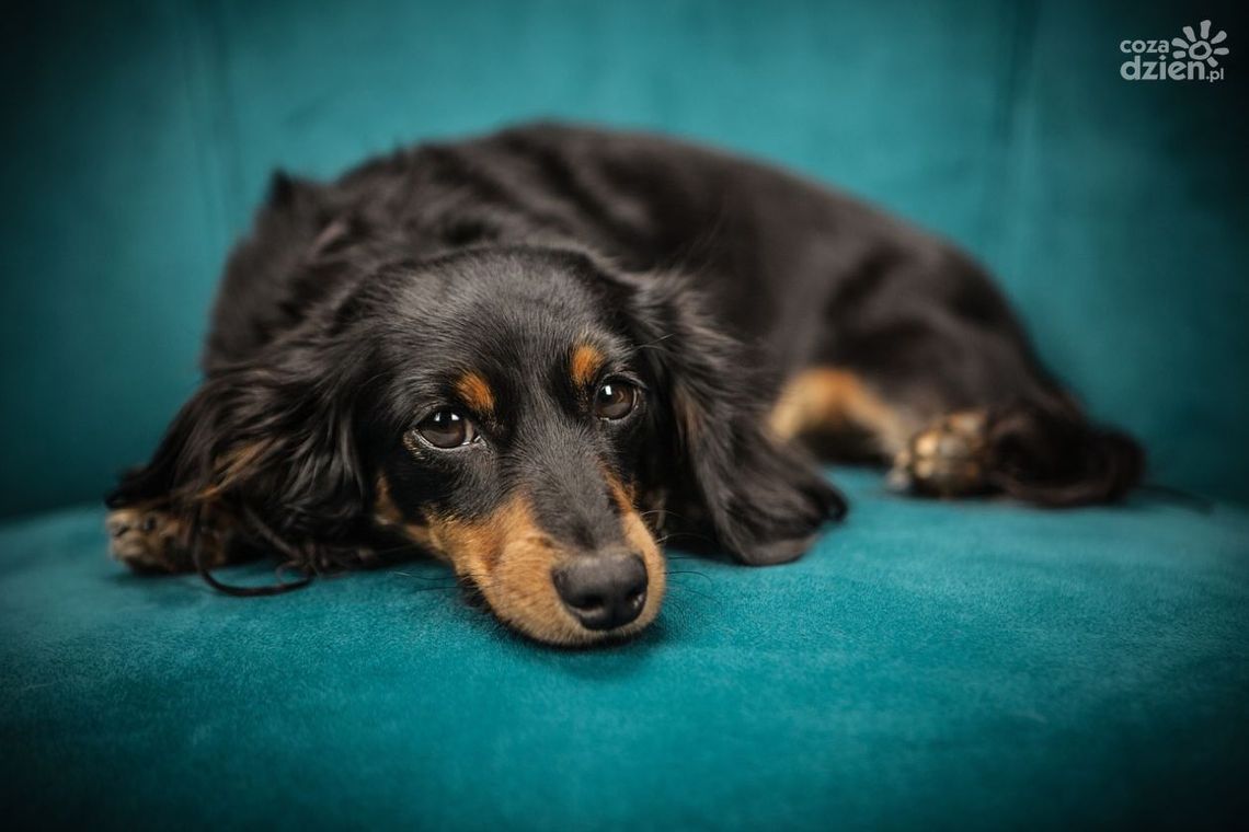 Zakupy online? Sprawdź, co musisz wiedzieć, zanim wybierzesz internetowy sklep zoologiczny