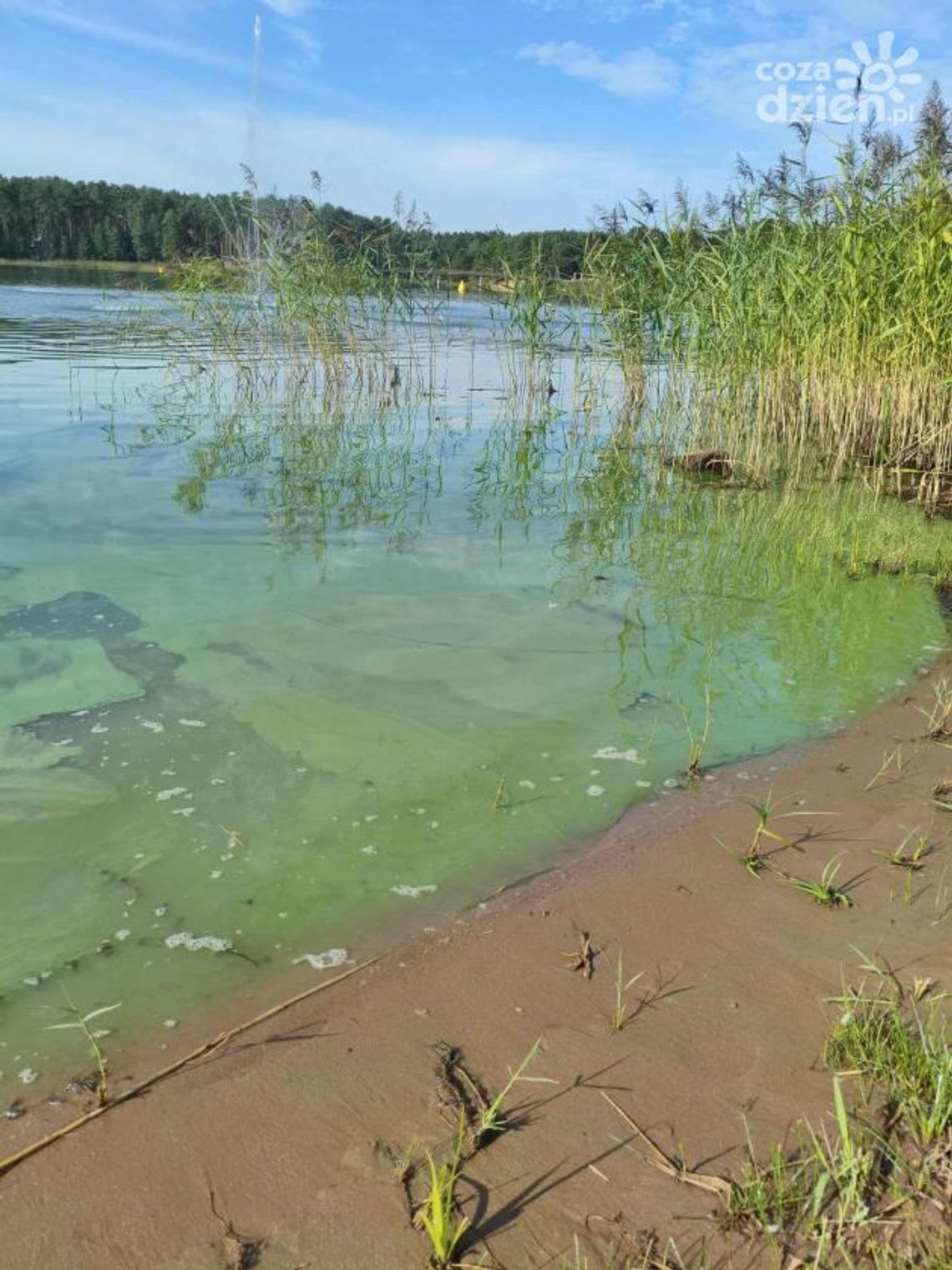 Zalew Lubianka z zakazem kąpania 