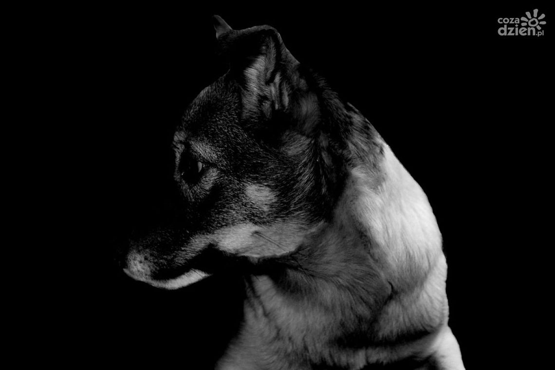 Zamknięcie schroniska w Nowinach Zamknięcie schroniska w Nowinach