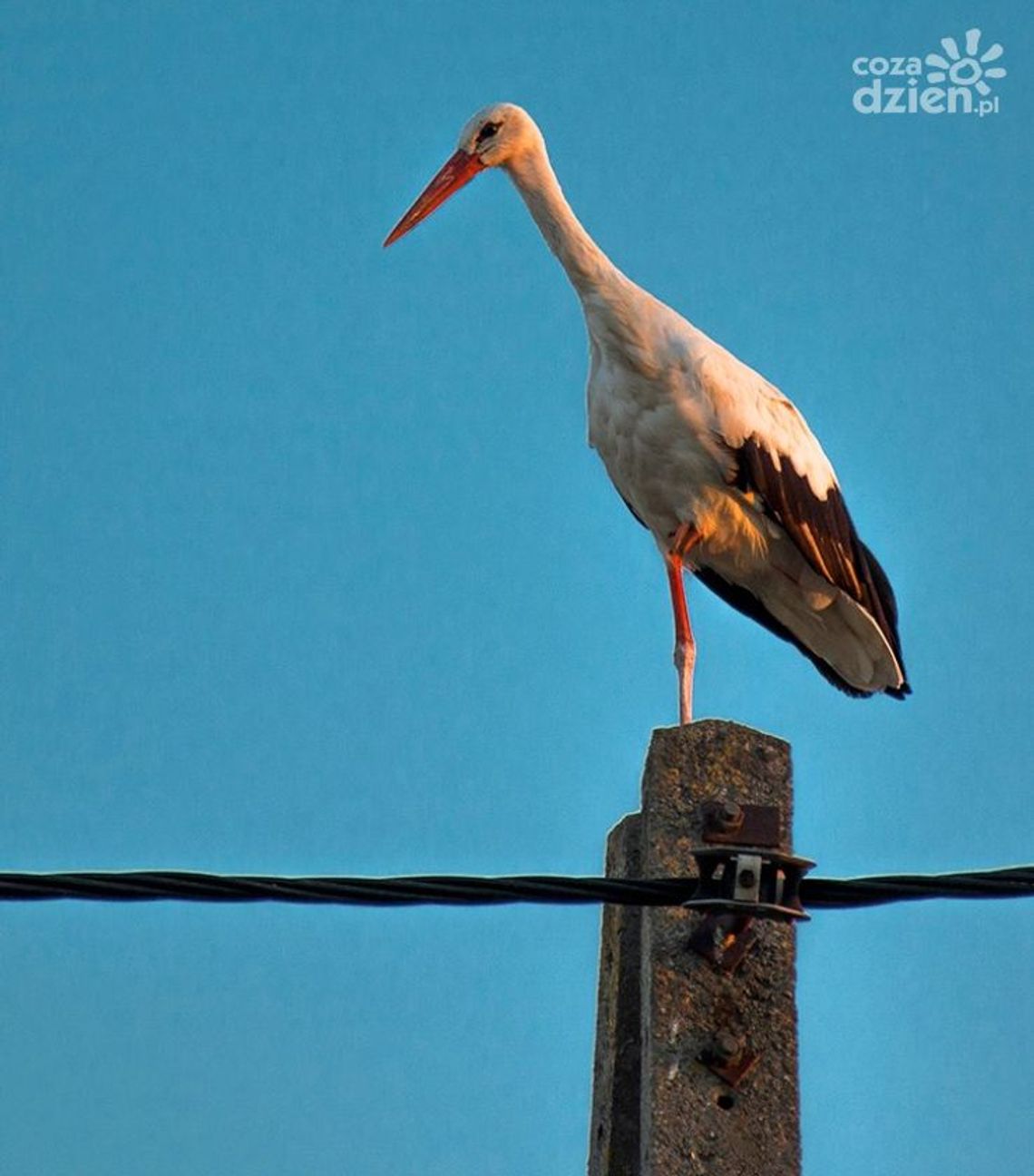 Zbysia, Szybki i Mars na szlaku wielkiej migracji