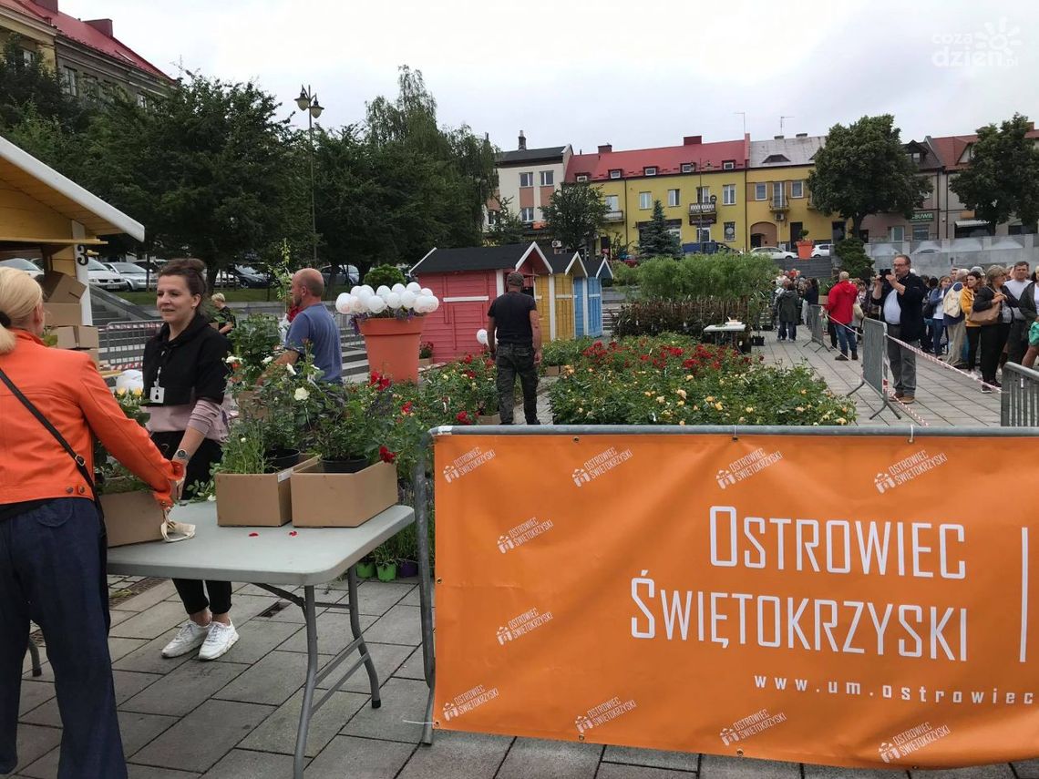 Zielono i ekologicznie na ostrowieckim Rynku Zielono i ekologicznie na ostrowieckim Rynku