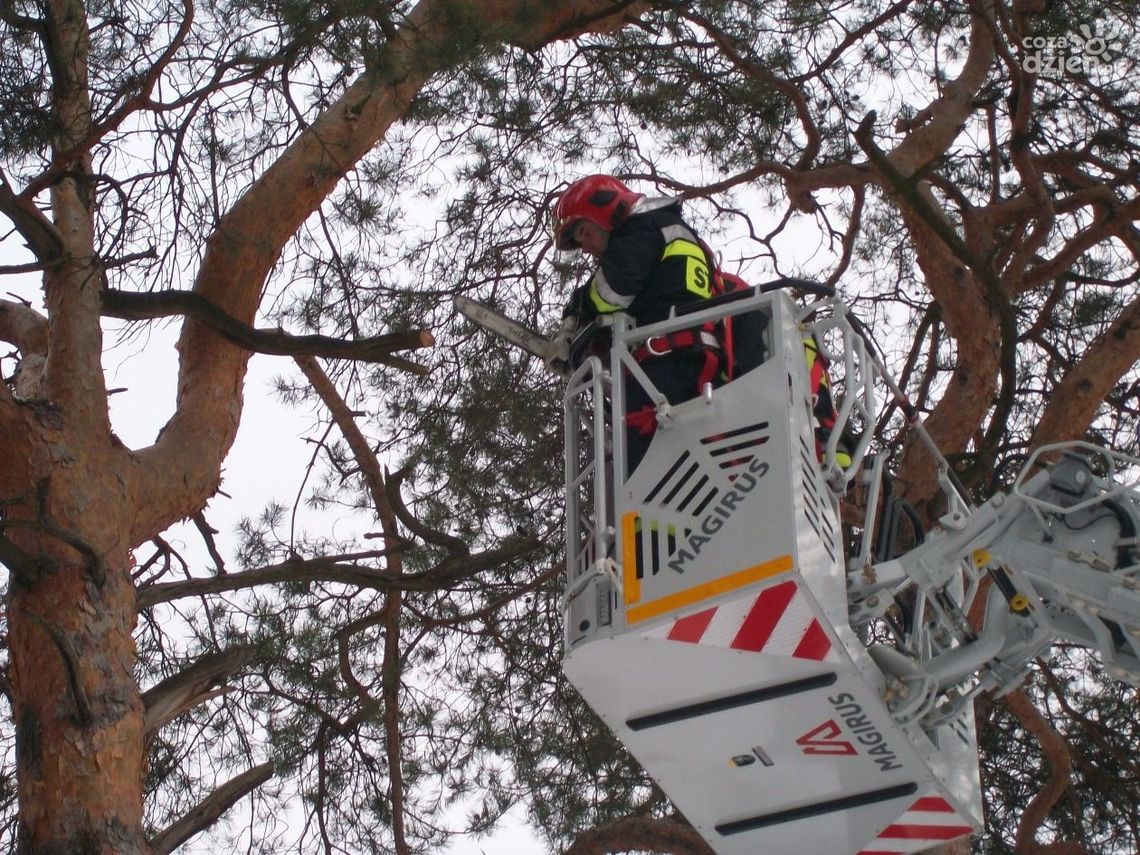 Złamana sosna zagrażała przechodniom - pomogli strażacy Złamana sosna zagrażała przechodniom - pomogli strażacy