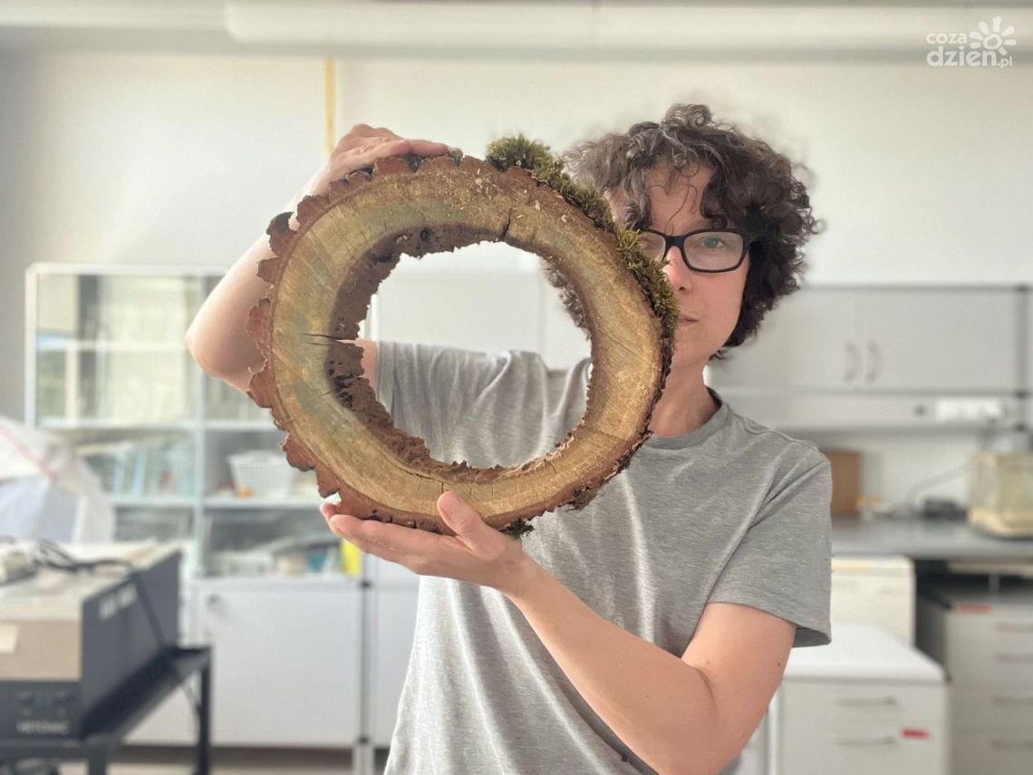 Złamany wycinek Bartka trafił do naukowców Złamany wycinek Bartka trafił do naukowców