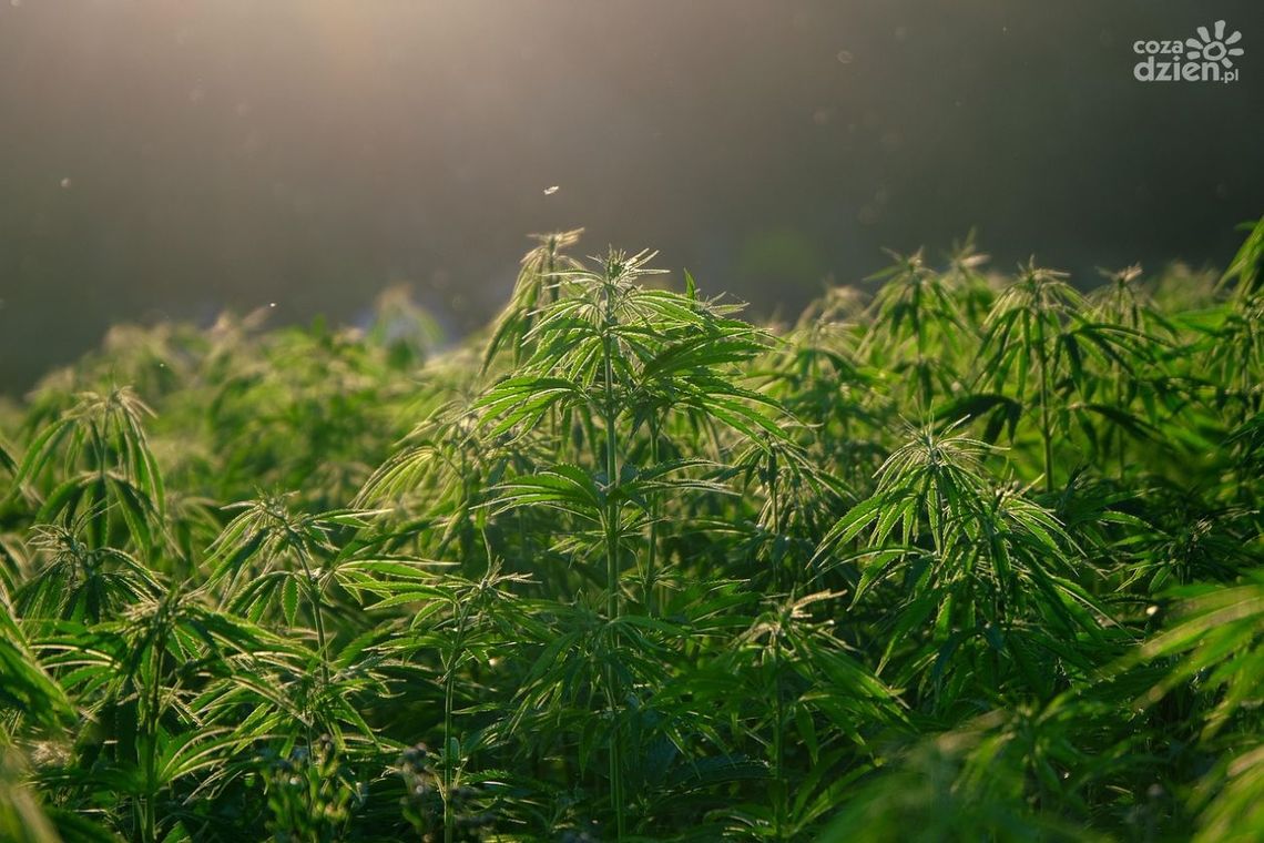 Zlikwidowano plantację marihuany wartą 300 tys. zł! Zlikwidowano plantację marihuany wartą 300 tys. zł!