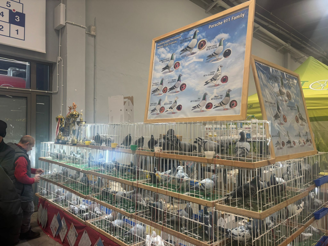 Zlot gołębi na kieleckich targach Zlot gołębi na kieleckich targach