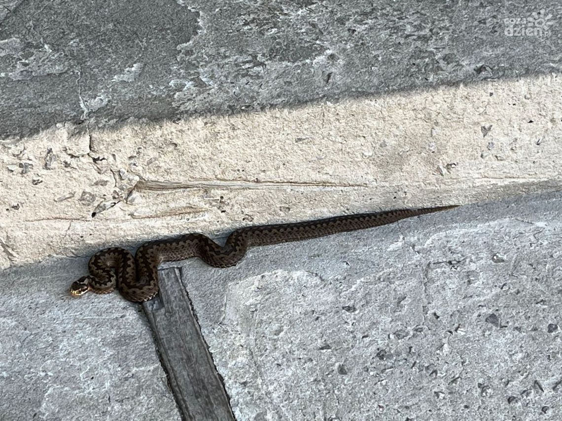 Żmija na schodach do domu w Koliszowach Żmija na schodach do domu w Koliszowach