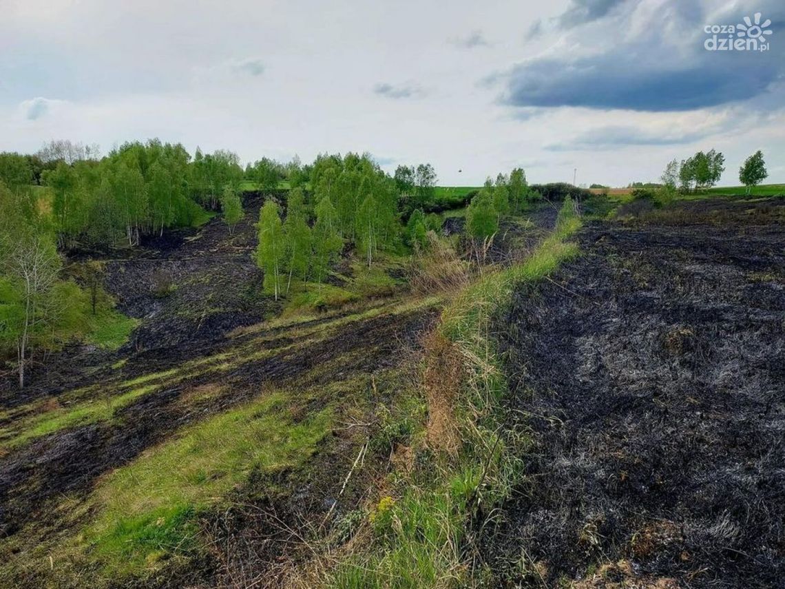 Znowu płoną nieużytki Znowu płoną nieużytki