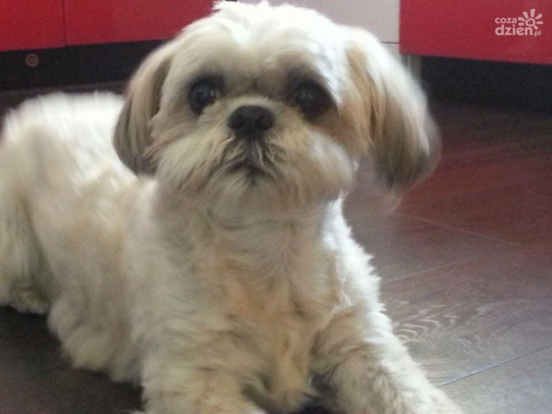 Zobacz najfajniejsze psiaki i kotki naszych Czytelników Zobacz najfajniejsze psiaki i kotki naszych Czytelników