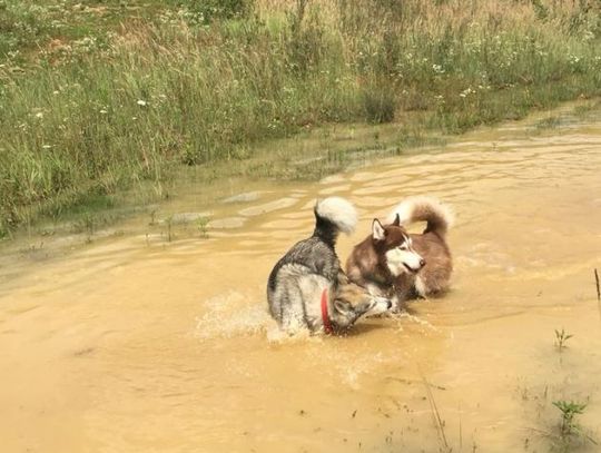 Łapy, łapy cztery łapy Łapy, łapy cztery łapy