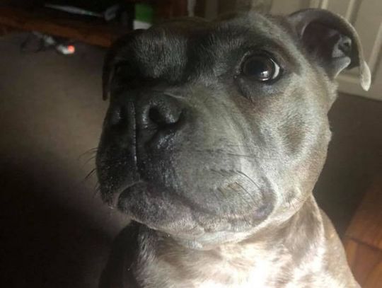 Łapy, łapy cztery łapy Łapy, łapy cztery łapy