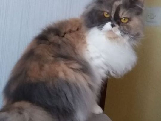 Łapy, łapy cztery łapy Łapy, łapy cztery łapy