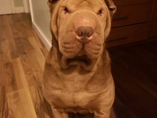 Łapy, łapy cztery łapy Łapy, łapy cztery łapy