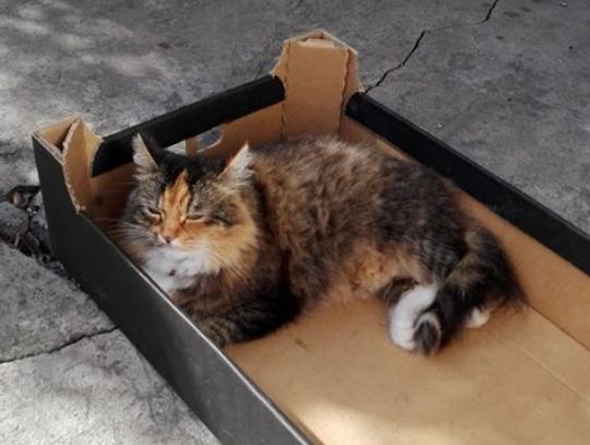 Łapy, łapy cztery łapy Łapy, łapy cztery łapy