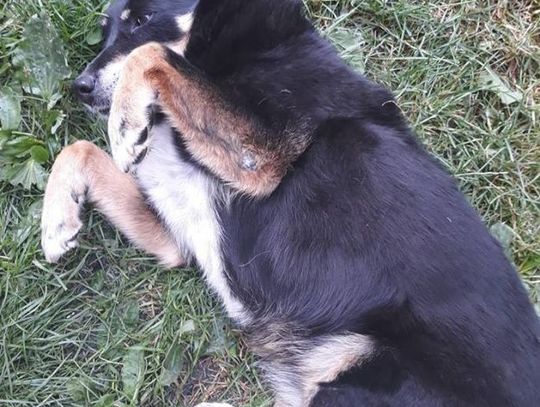 Łapy, łapy cztery łapy Łapy, łapy cztery łapy