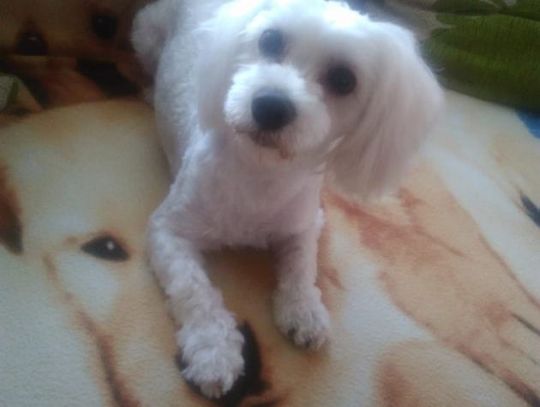 Łapy, łapy cztery łapy Łapy, łapy cztery łapy